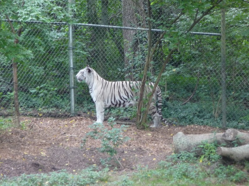 Bengal Tigers (5).JPG